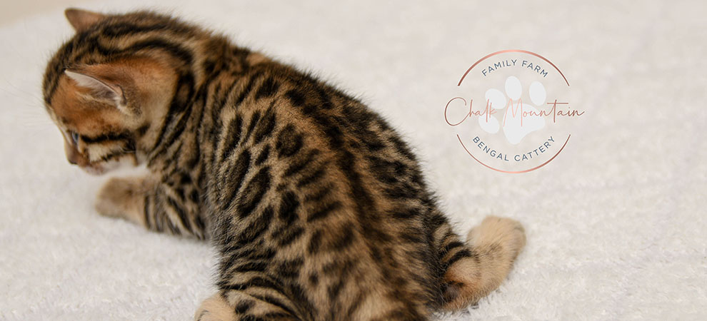 Bengal kitten for sale